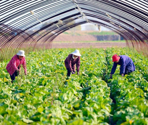 農(nóng)業(yè)產(chǎn)業(yè)化